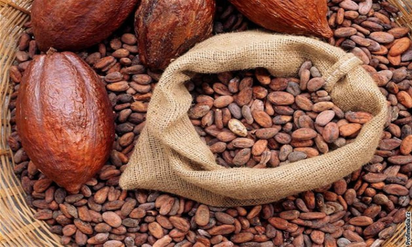 Coffe & Cocoa PT. Sinar Gowa Industri Mineral
