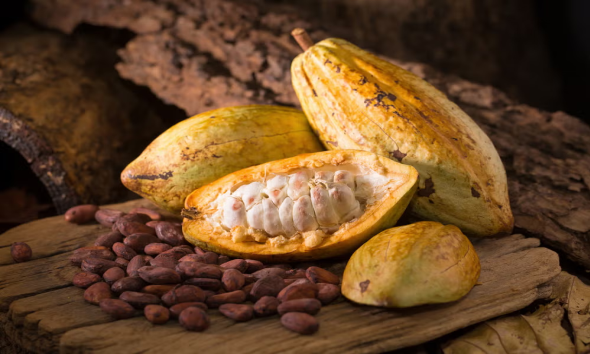 Coffe & Cocoa PT. Sinar Gowa Industri Mineral