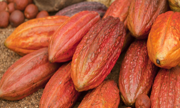 Coffe & Cocoa PT. Sinar Gowa Industri Mineral